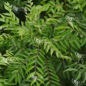 KDL_CURRY_LEAVES_M (2)