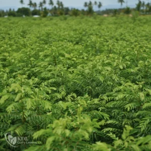 KDL_CURRY_LEAVES_M